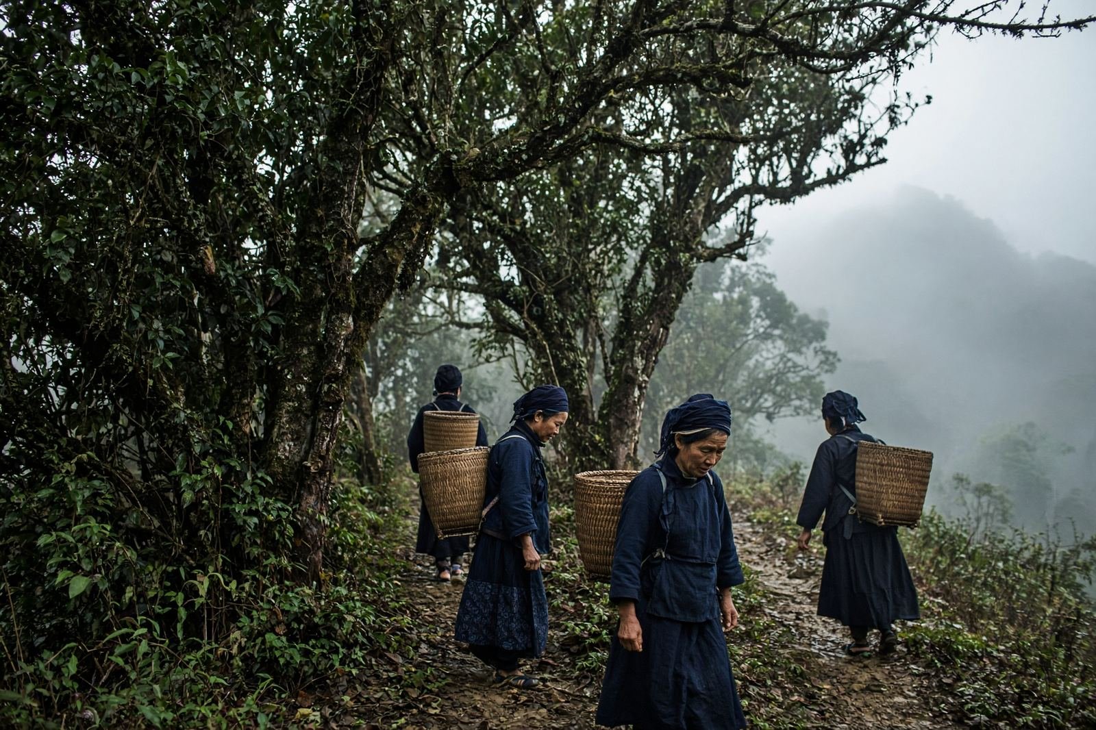 Illustration: a path among ancient tea trees.
